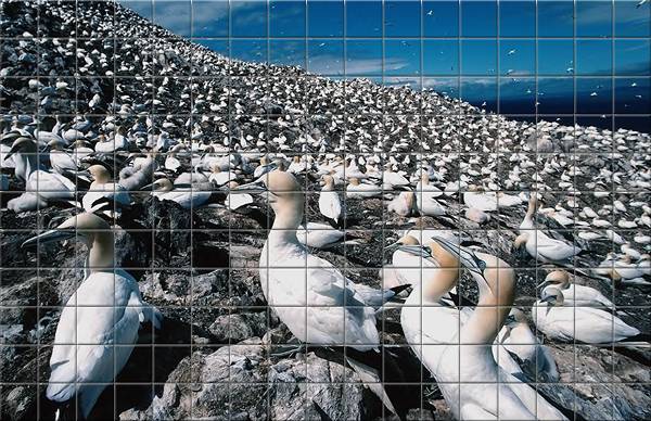 Mosaici in Fotoceramica - MOSAICI PERSONALIZZATI- Mosaici in gres porcellanato -